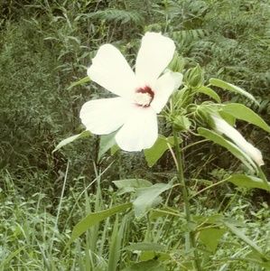 Meet your Posher, Janie